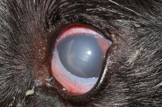Glaucoma in animals