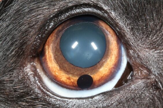 Eye Vet Clinic Eye Conditions Iris Cyst