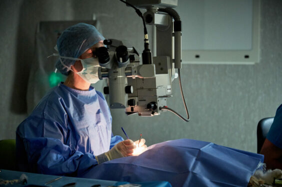 Glaucoma Surgery in Dogs Eye Vet Clinic